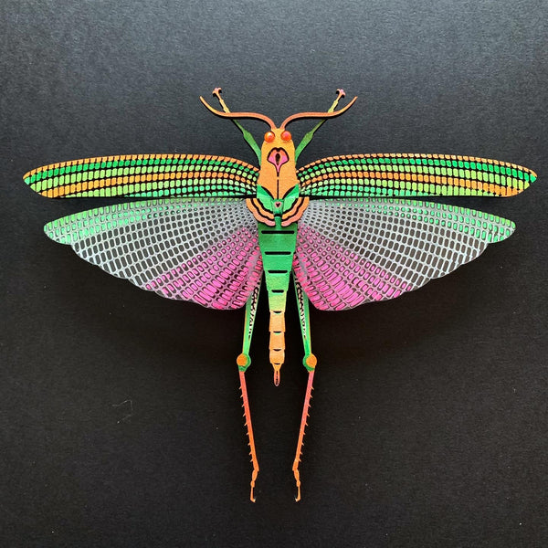 Violet Winged Grasshopper