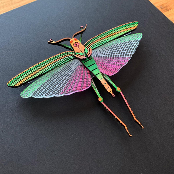 Violet Winged Grasshopper