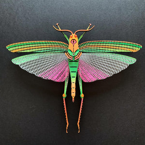 Violet Winged Grasshopper
